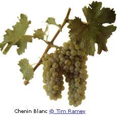 Chenin Blanc